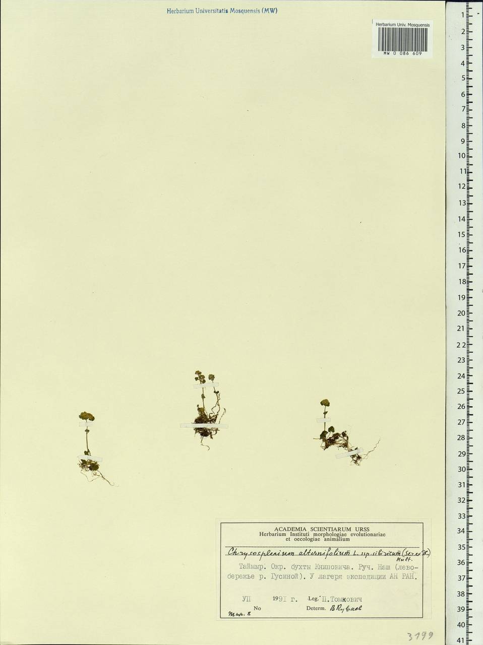 Chrysosplenium sibiricum (Ser. ex DC.) A. P. Khokhr., Siberia, Central Siberia (S3) (Russia)