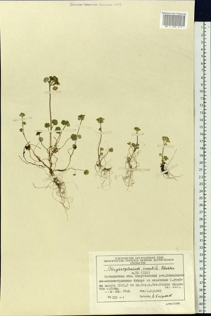 Chrysosplenium wrightii subsp. saxatile (Khokhr.) V.N. Voroshilov, Siberia, Chukotka & Kamchatka (S7) (Russia)