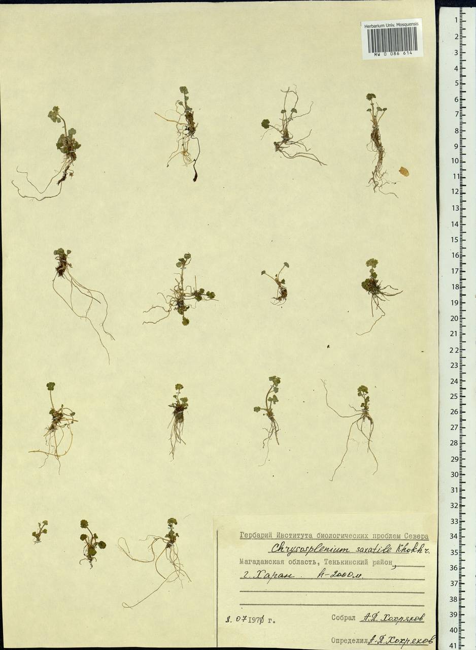 Chrysosplenium wrightii subsp. saxatile (Khokhr.) V.N. Voroshilov, Siberia, Chukotka & Kamchatka (S7) (Russia)