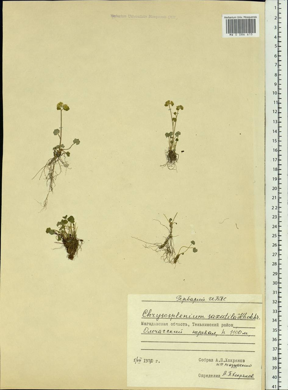 Chrysosplenium wrightii subsp. saxatile (Khokhr.) Vorosch., Siberia, Chukotka & Kamchatka (S7) (Russia)