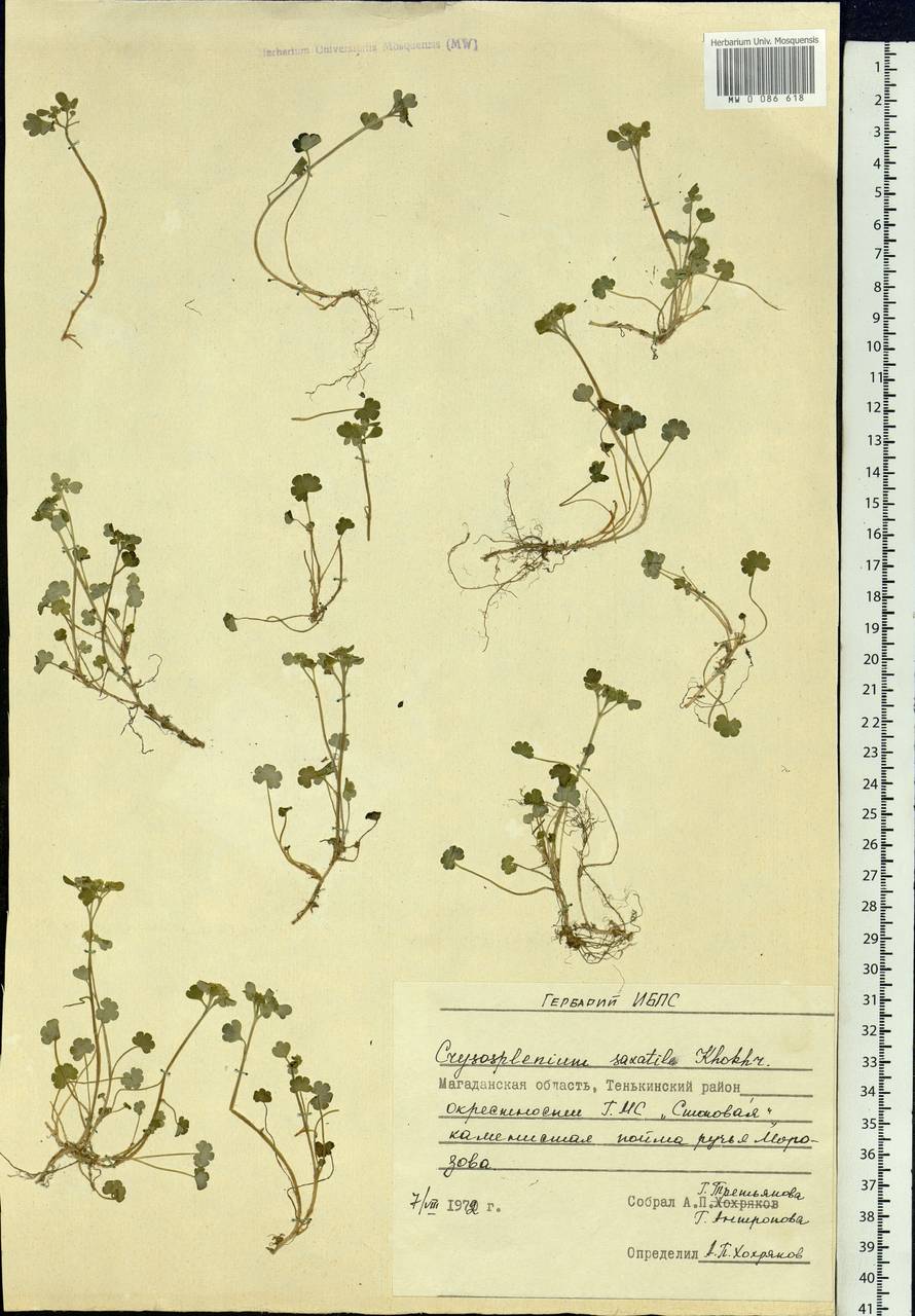 Chrysosplenium wrightii subsp. saxatile (Khokhr.) V.N. Voroshilov, Siberia, Chukotka & Kamchatka (S7) (Russia)