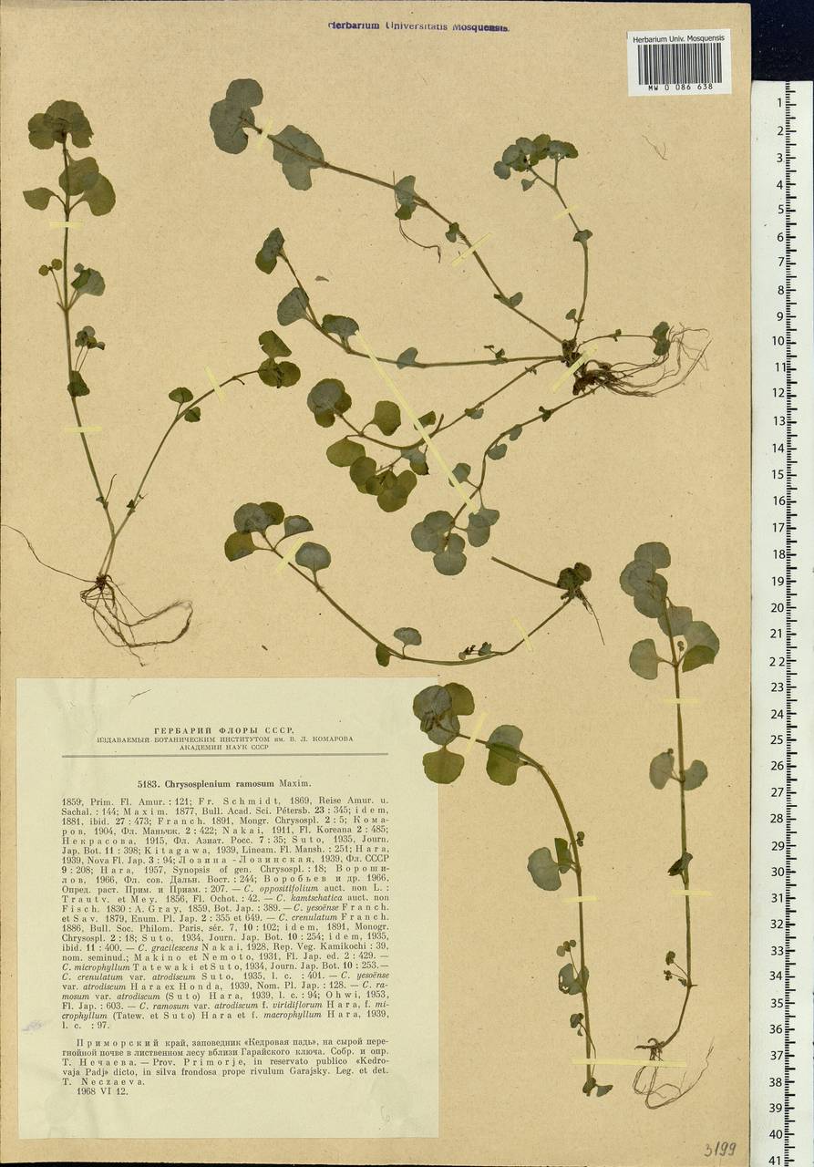 Chrysosplenium ramosum Maxim., Siberia, Russian Far East (S6) (Russia)