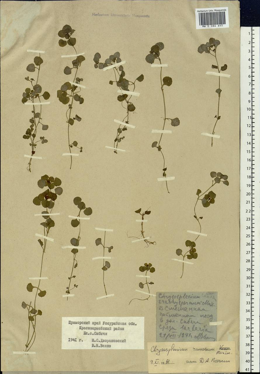 Chrysosplenium ramosum Maxim., Siberia, Russian Far East (S6) (Russia)