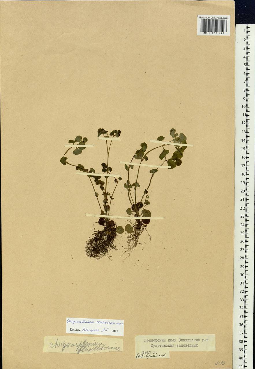 Chrysosplenium ramosum Maxim., Siberia, Russian Far East (S6) (Russia)
