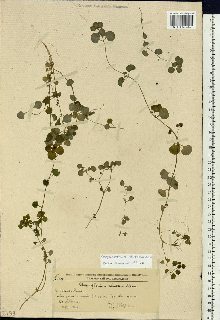 Chrysosplenium ramosum Maxim., Siberia, Russian Far East (S6) (Russia)