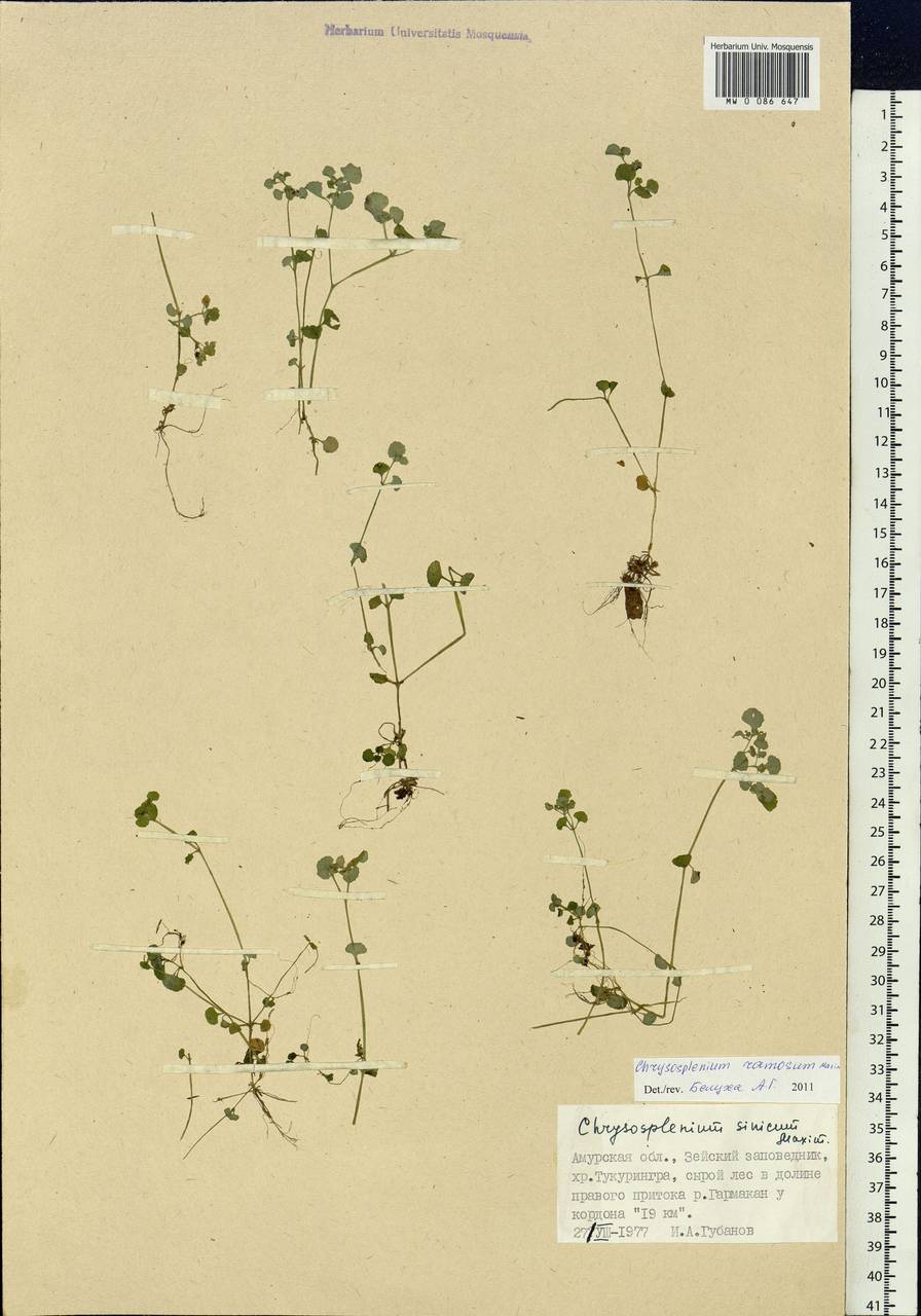 Chrysosplenium ramosum Maxim., Siberia, Russian Far East (S6) (Russia)