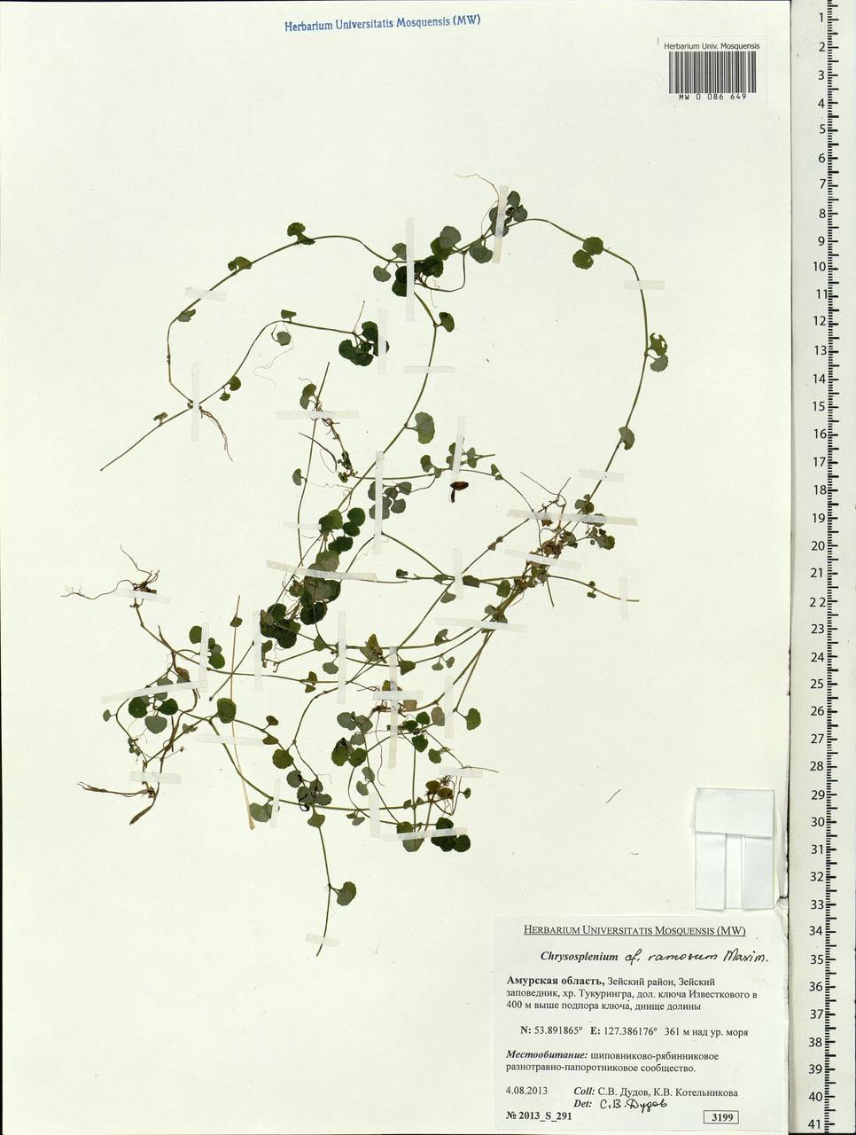 Chrysosplenium ramosum Maxim., Siberia, Russian Far East (S6) (Russia)