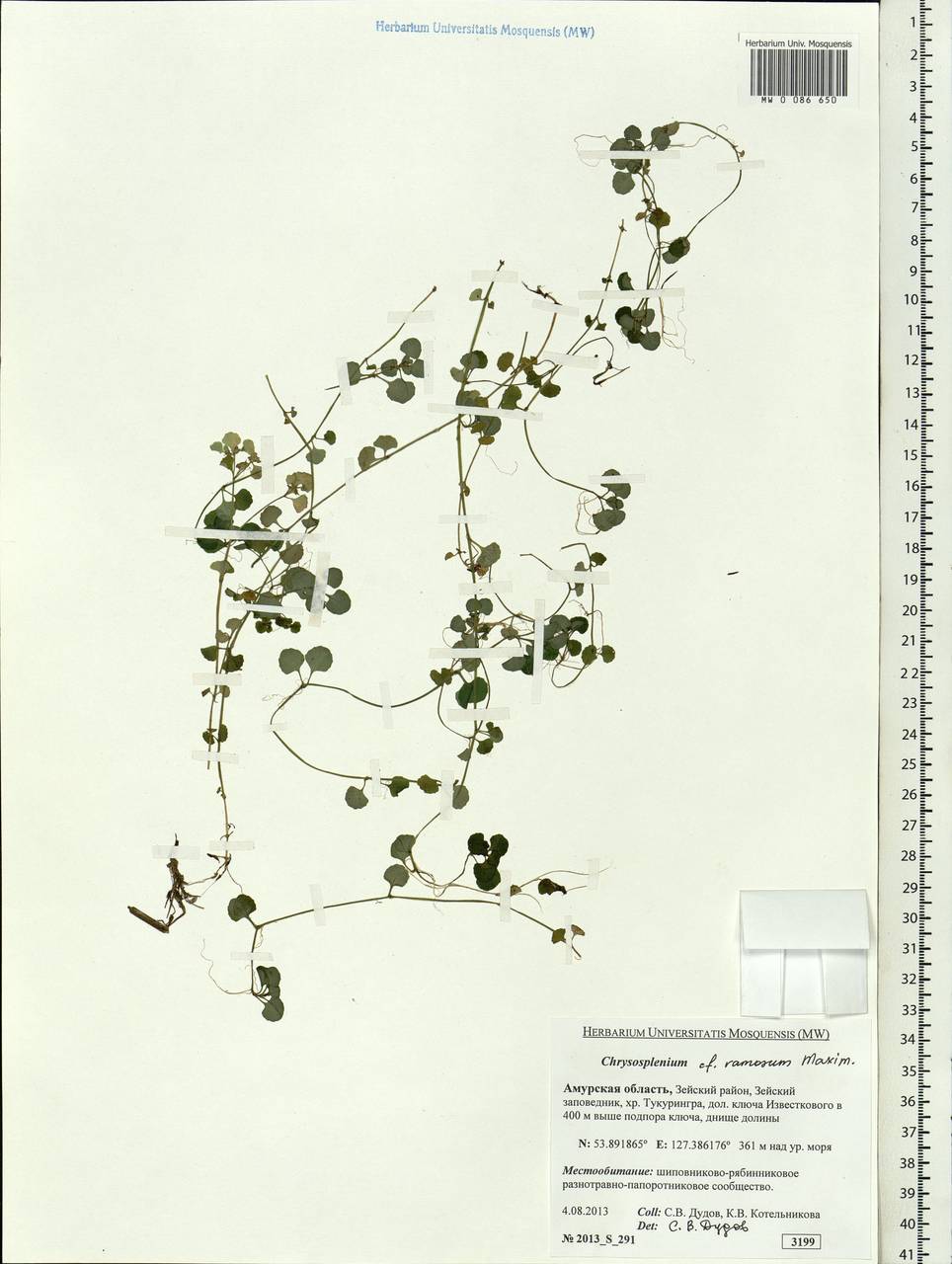 Chrysosplenium ramosum Maxim., Siberia, Russian Far East (S6) (Russia)