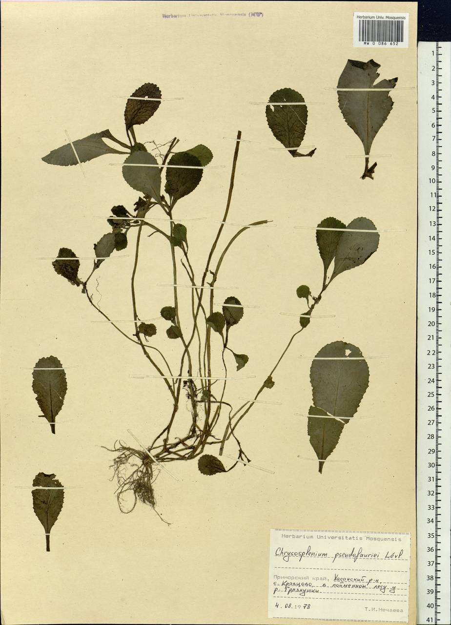 Chrysosplenium sinicum Maxim., Siberia, Russian Far East (S6) (Russia)