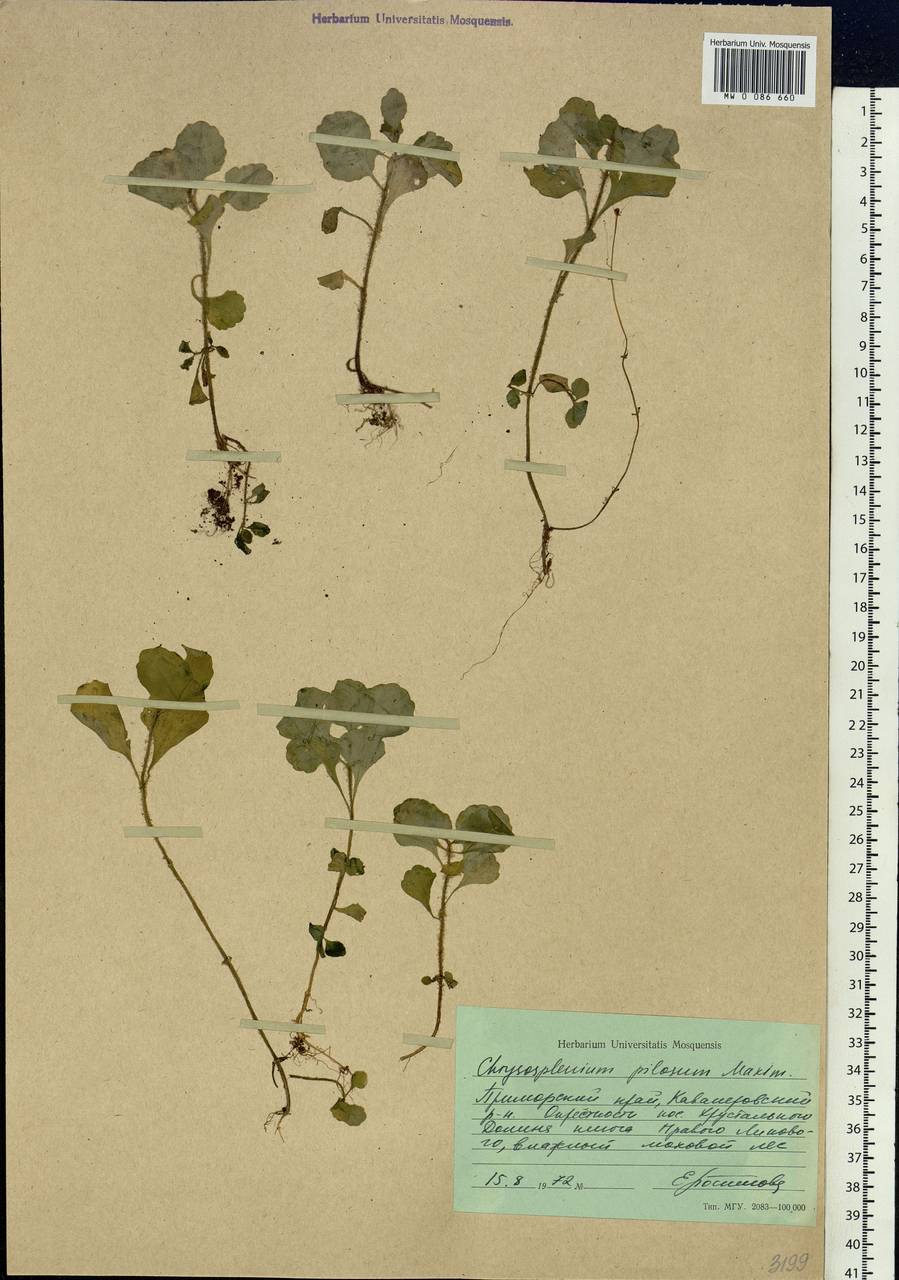 Chrysosplenium pilosum, Siberia, Russian Far East (S6) (Russia)