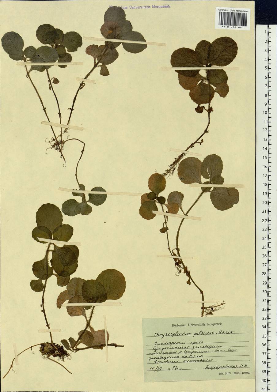 Chrysosplenium pilosum Maxim., Siberia, Russian Far East (S6) (Russia)