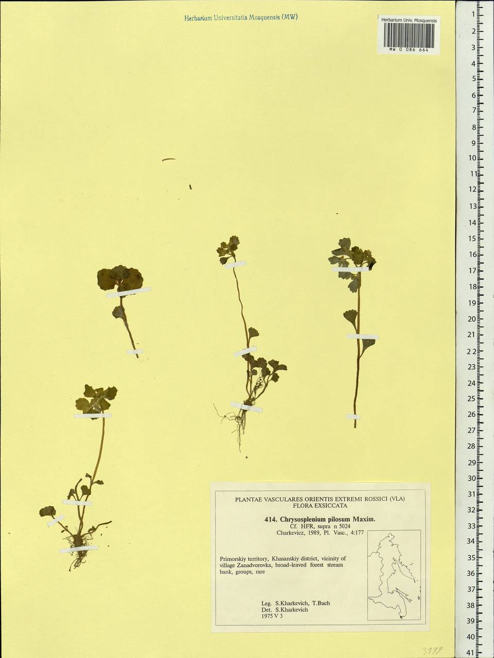 Chrysosplenium pilosum Maxim., Siberia, Russian Far East (S6) (Russia)