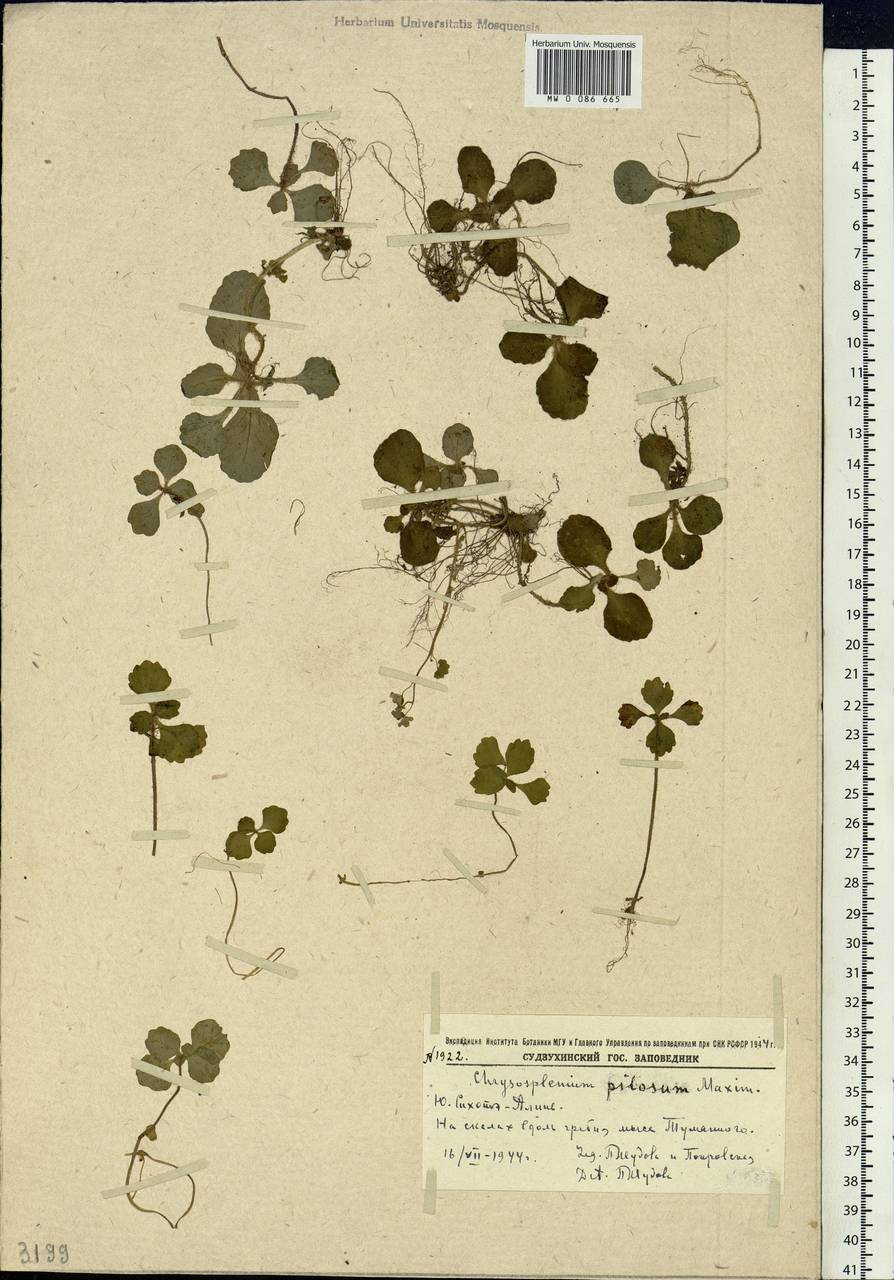 Chrysosplenium pilosum, Siberia, Russian Far East (S6) (Russia)