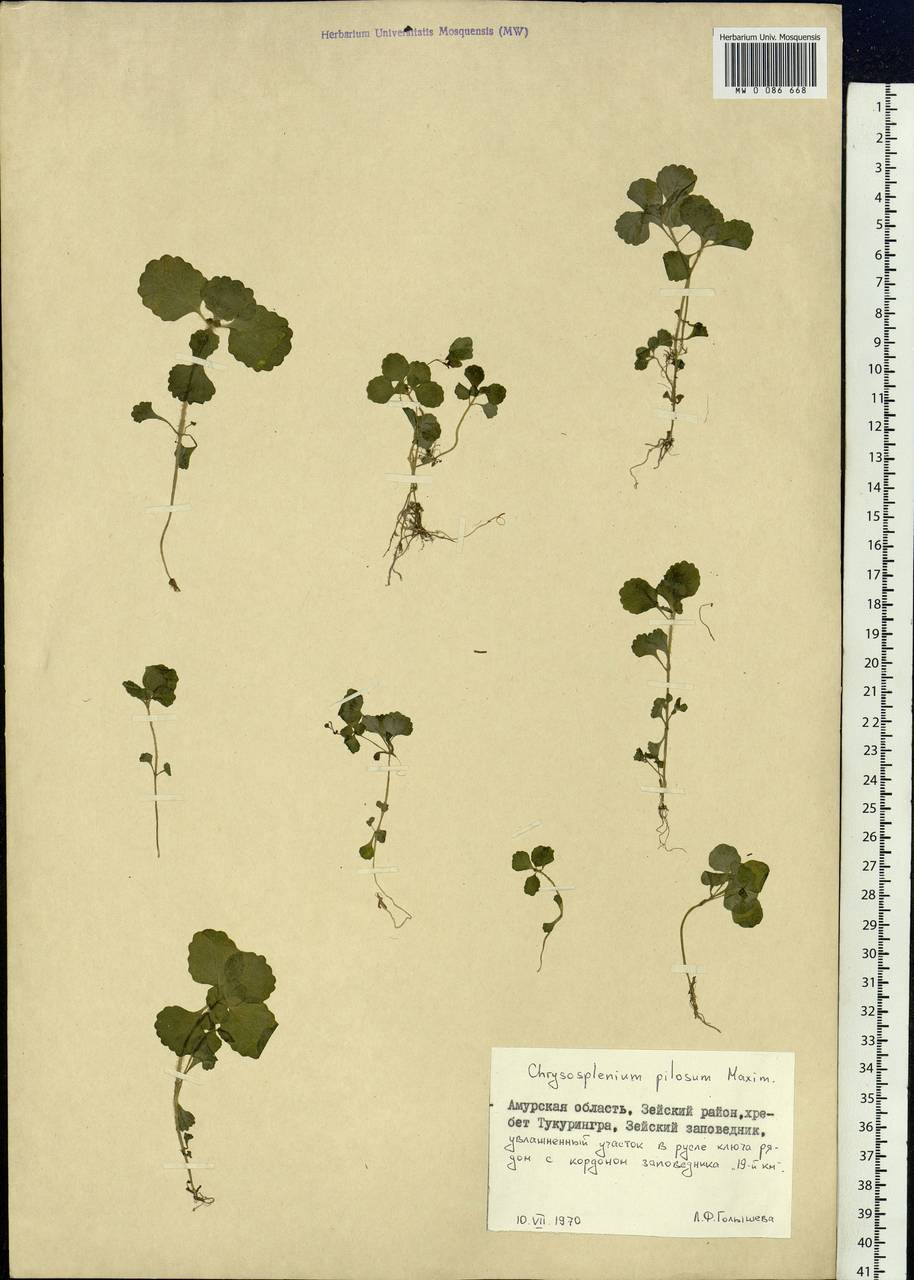 Chrysosplenium pilosum Maxim., Siberia, Russian Far East (S6) (Russia)