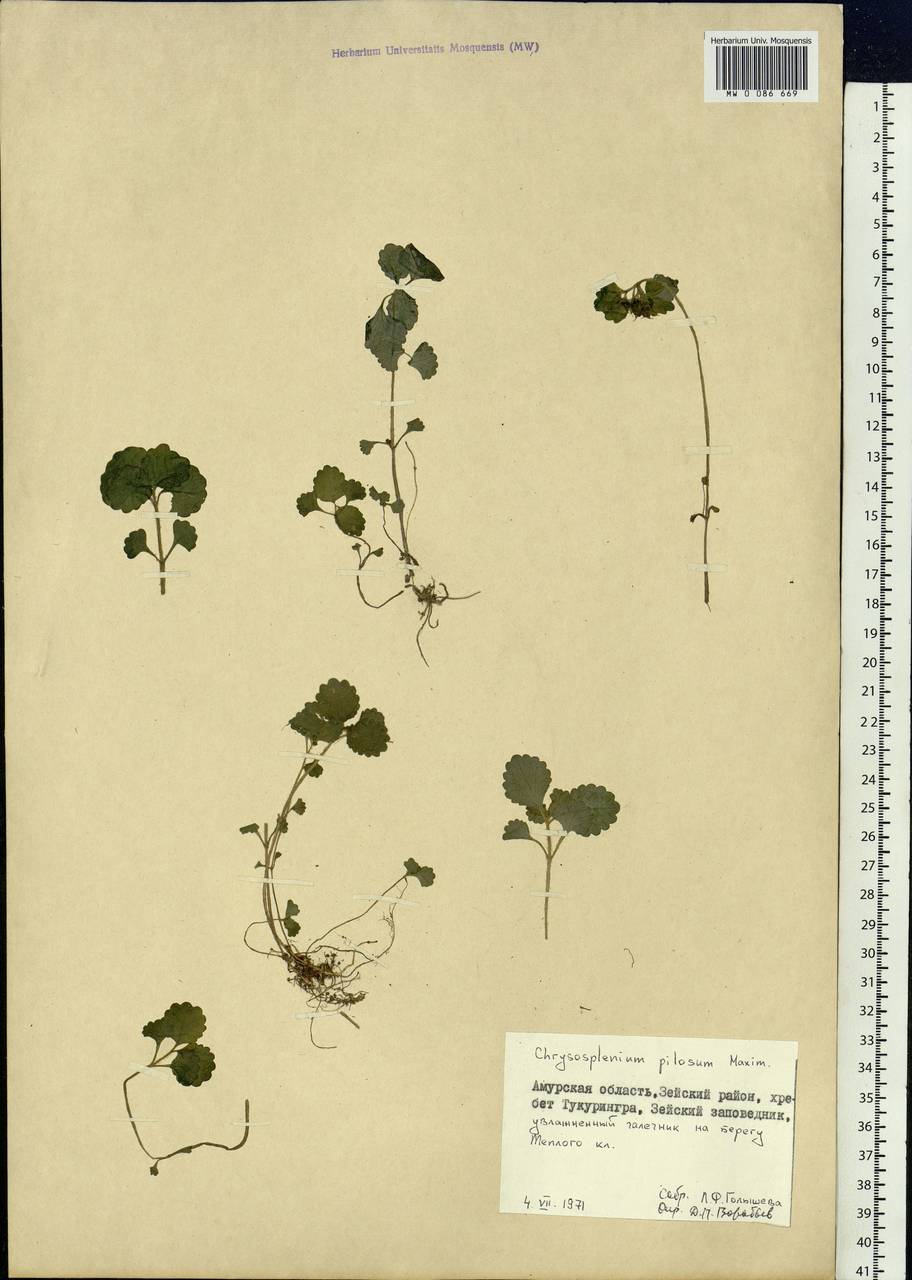 Chrysosplenium pilosum Maxim., Siberia, Russian Far East (S6) (Russia)