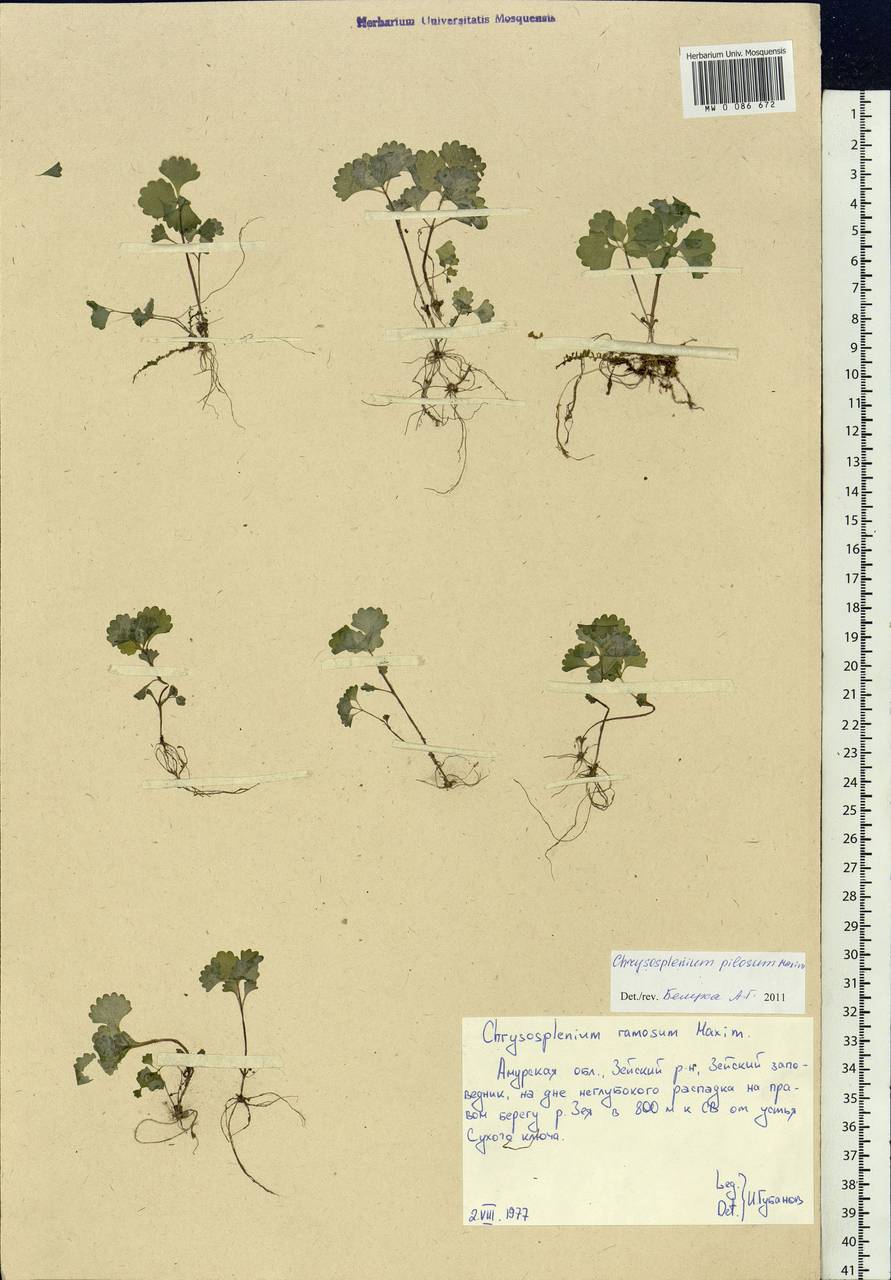 Chrysosplenium pilosum, Siberia, Russian Far East (S6) (Russia)