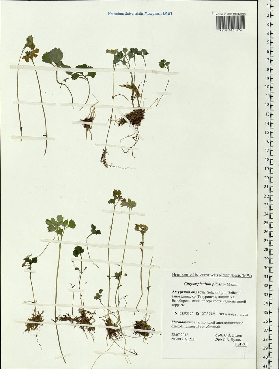 Chrysosplenium pilosum Maxim., Siberia, Russian Far East (S6) (Russia)