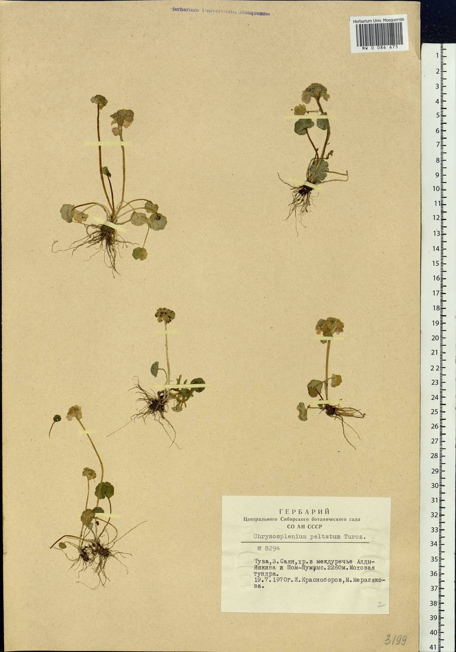 Chrysosplenium peltatum Turcz., Siberia, Altai & Sayany Mountains (S2) (Russia)