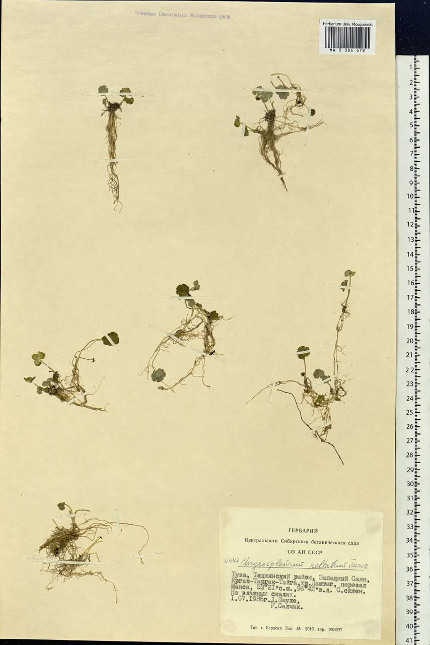 Chrysosplenium peltatum Turcz., Siberia, Altai & Sayany Mountains (S2) (Russia)