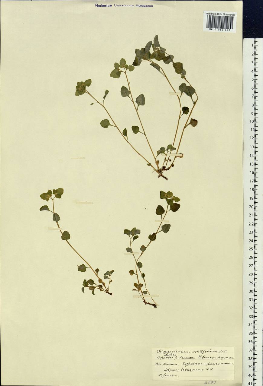 Chrysosplenium ovalifolium M.Bieb. ex Ledeb., Siberia, Altai & Sayany Mountains (S2) (Russia)