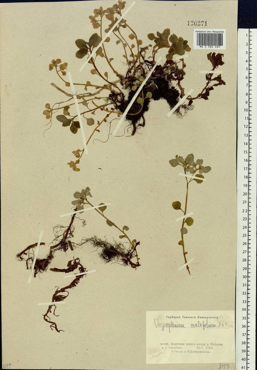 Chrysosplenium ovalifolium Bieb. ex Ledeb., Siberia, Altai & Sayany Mountains (S2) (Russia)