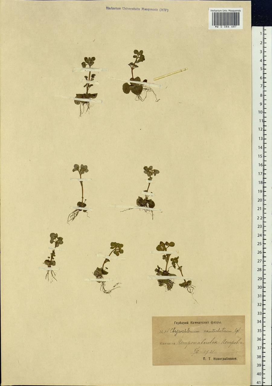 Chrysosplenium kamtschaticum Fisch. ex DC., Siberia, Chukotka & Kamchatka (S7) (Russia)