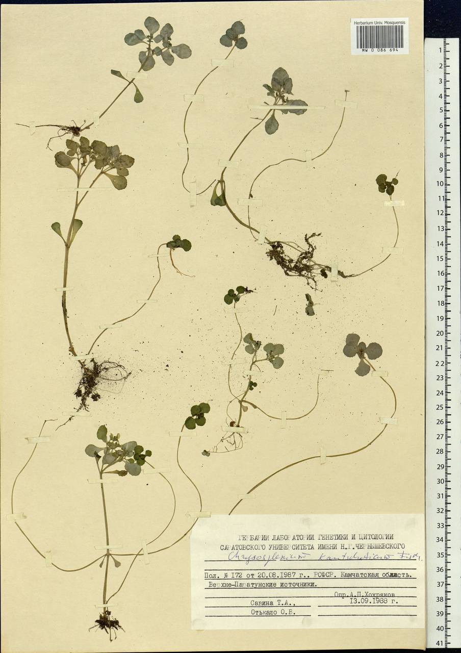 Chrysosplenium kamtschaticum Fisch. ex DC., Siberia, Chukotka & Kamchatka (S7) (Russia)