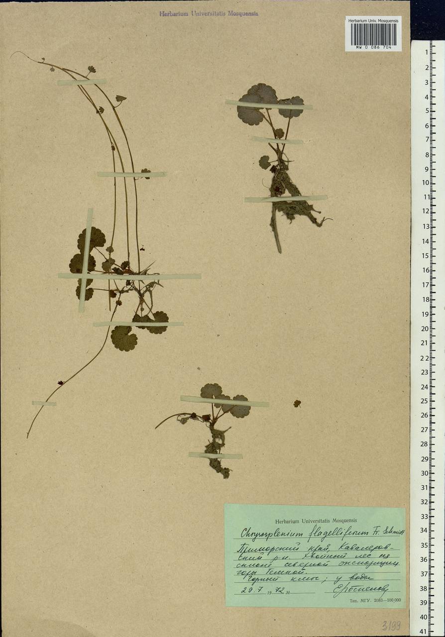 Chrysosplenium flagelliferum F. Schmidt, Siberia, Russian Far East (S6) (Russia)