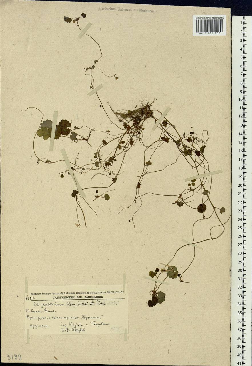 Chrysosplenium flagelliferum F. Schmidt, Siberia, Russian Far East (S6) (Russia)