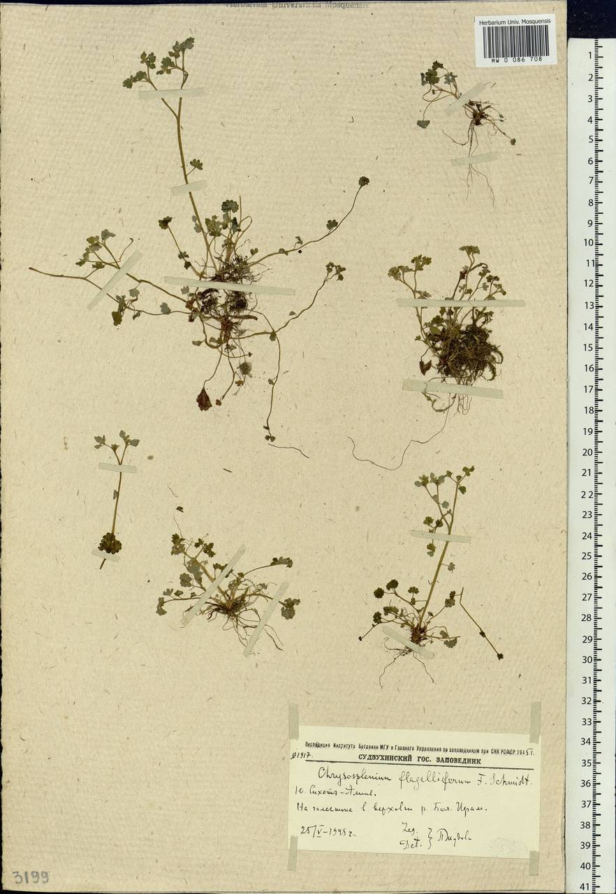 Chrysosplenium flagelliferum F.Schmidt, Siberia, Russian Far East (S6) (Russia)