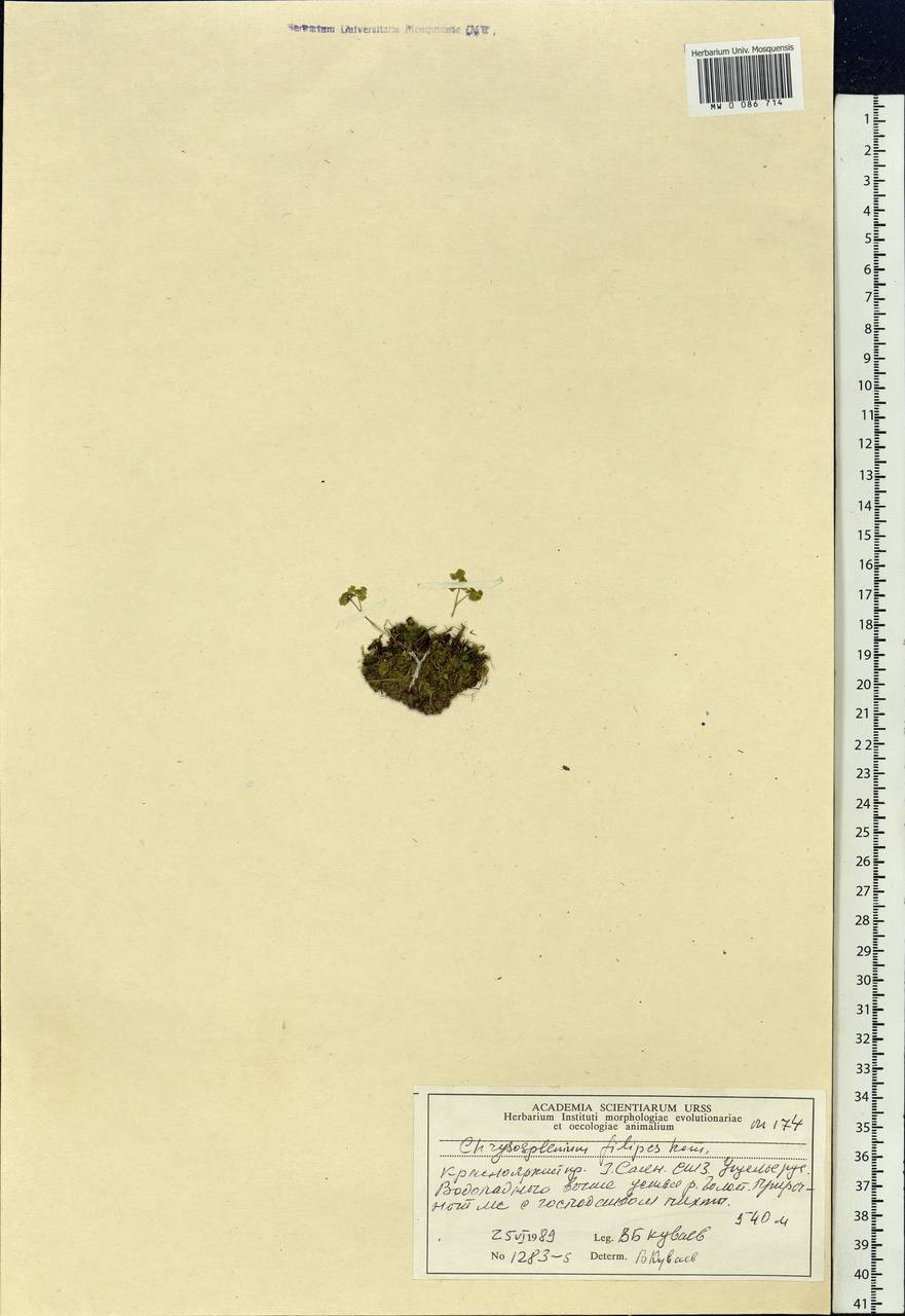 Chrysosplenium filipes Kom., Siberia, Altai & Sayany Mountains (S2) (Russia)