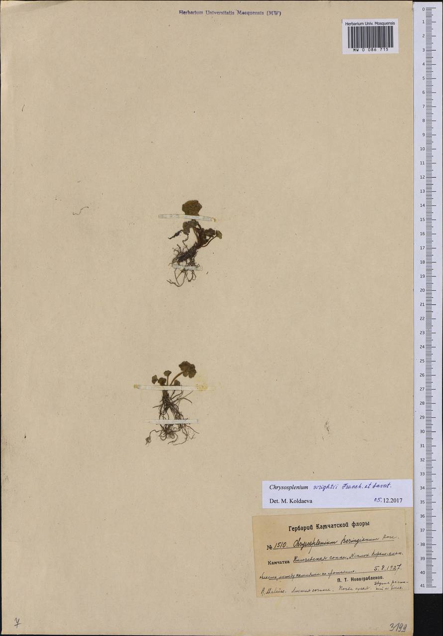 Chrysosplenium wrightii Franch. & Sav., Siberia, Chukotka & Kamchatka (S7) (Russia)