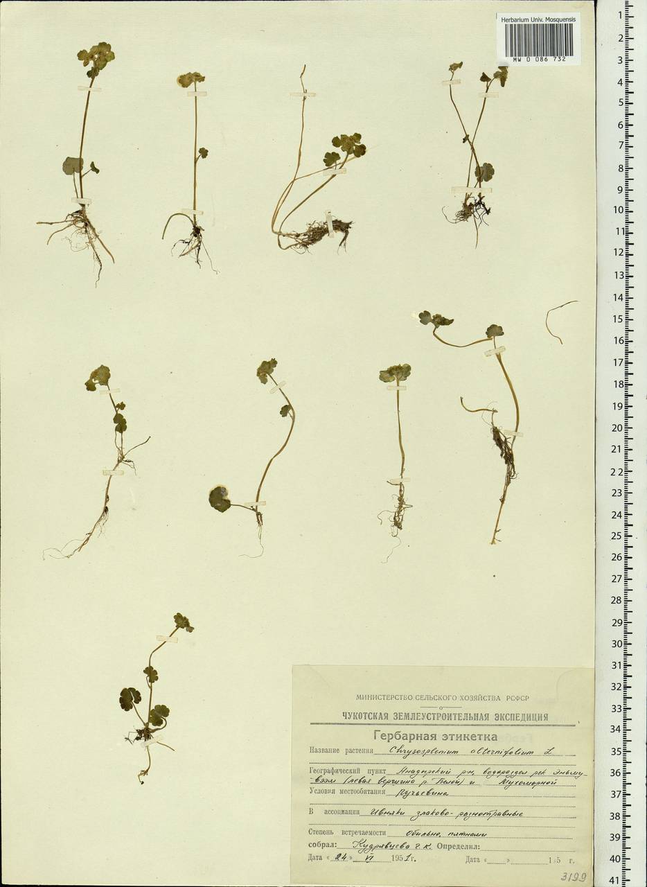 Chrysosplenium alternifolium L., Siberia, Chukotka & Kamchatka (S7) (Russia)