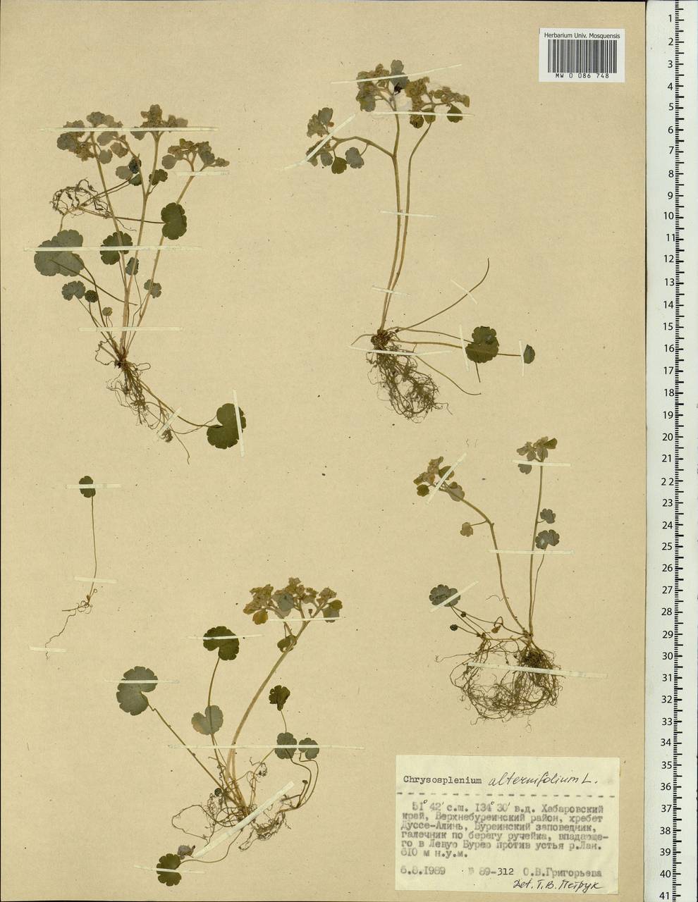 Chrysosplenium alternifolium L., Siberia, Russian Far East (S6) (Russia)