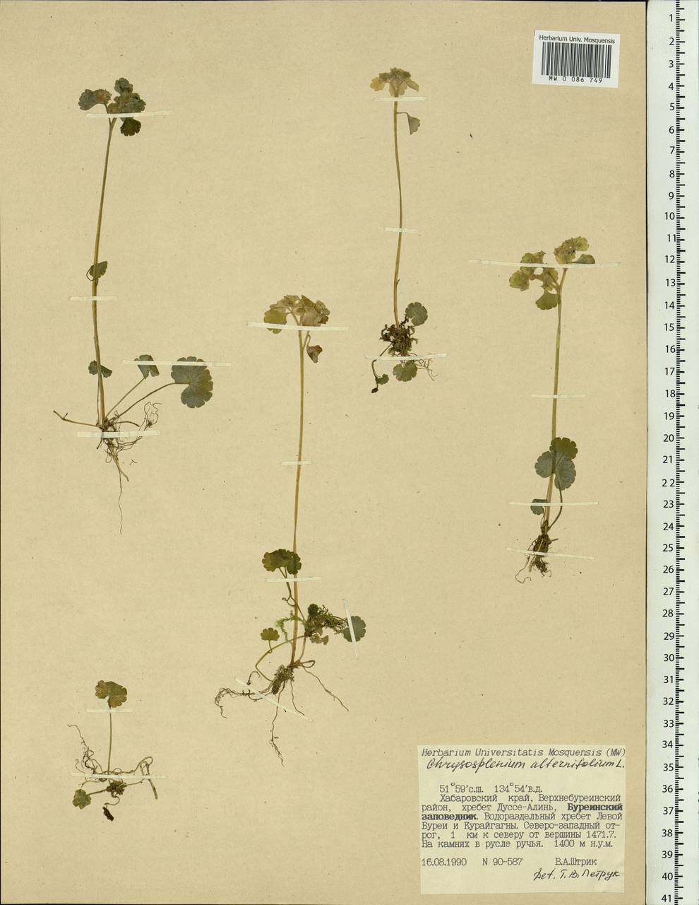 Chrysosplenium alternifolium L., Siberia, Russian Far East (S6) (Russia)