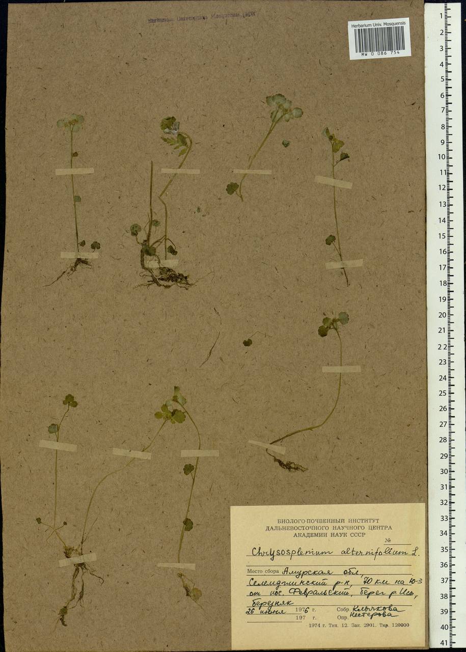 Chrysosplenium alternifolium L., Siberia, Russian Far East (S6) (Russia)