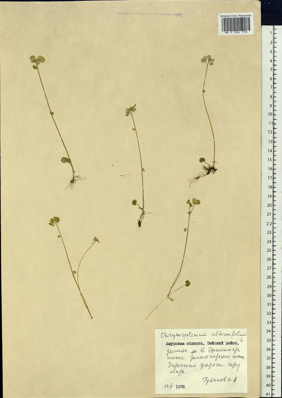 Chrysosplenium alternifolium L., Siberia, Russian Far East (S6) (Russia)