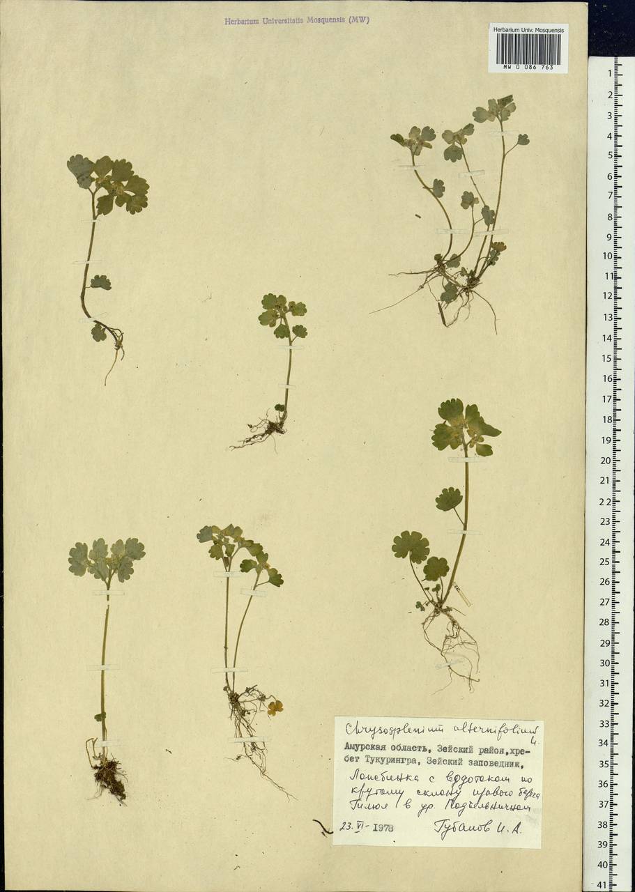 Chrysosplenium alternifolium L., Siberia, Russian Far East (S6) (Russia)