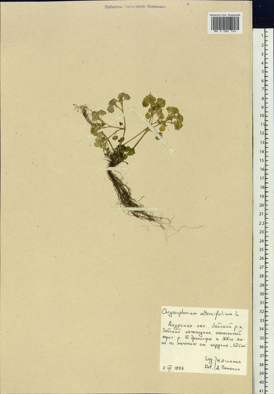 Chrysosplenium alternifolium L., Siberia, Russian Far East (S6) (Russia)