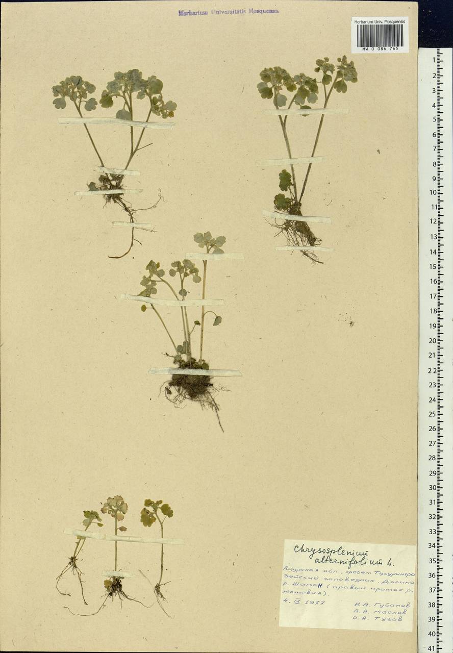 Chrysosplenium alternifolium L., Siberia, Russian Far East (S6) (Russia)