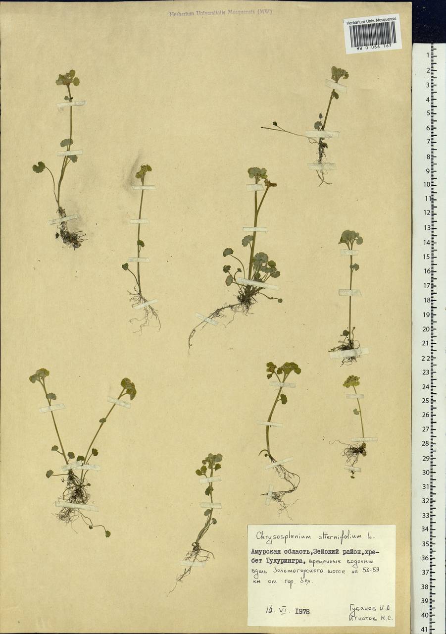 Chrysosplenium alternifolium L., Siberia, Russian Far East (S6) (Russia)