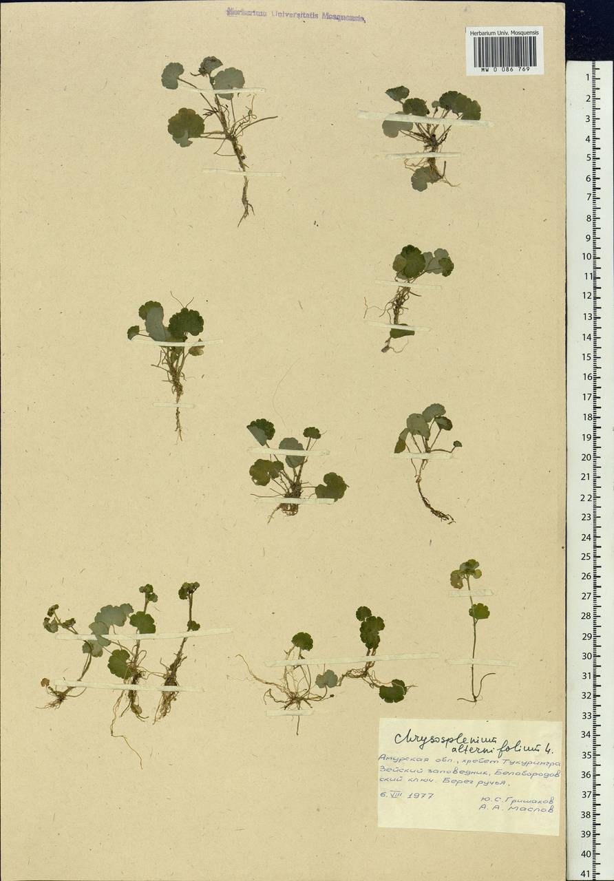 Chrysosplenium alternifolium L., Siberia, Russian Far East (S6) (Russia)