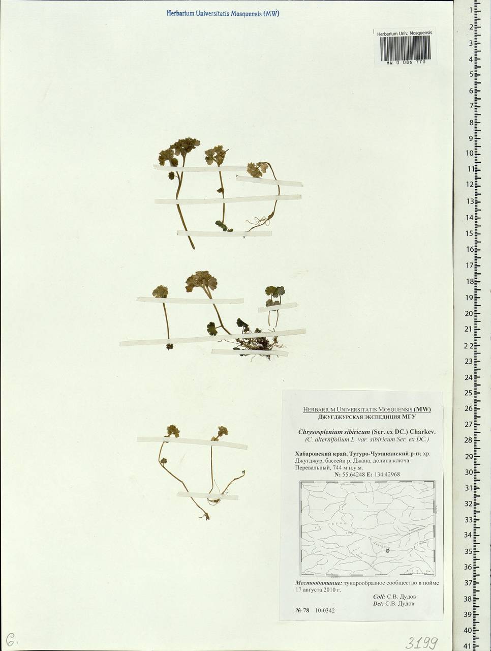 Chrysosplenium alternifolium L., Siberia, Russian Far East (S6) (Russia)