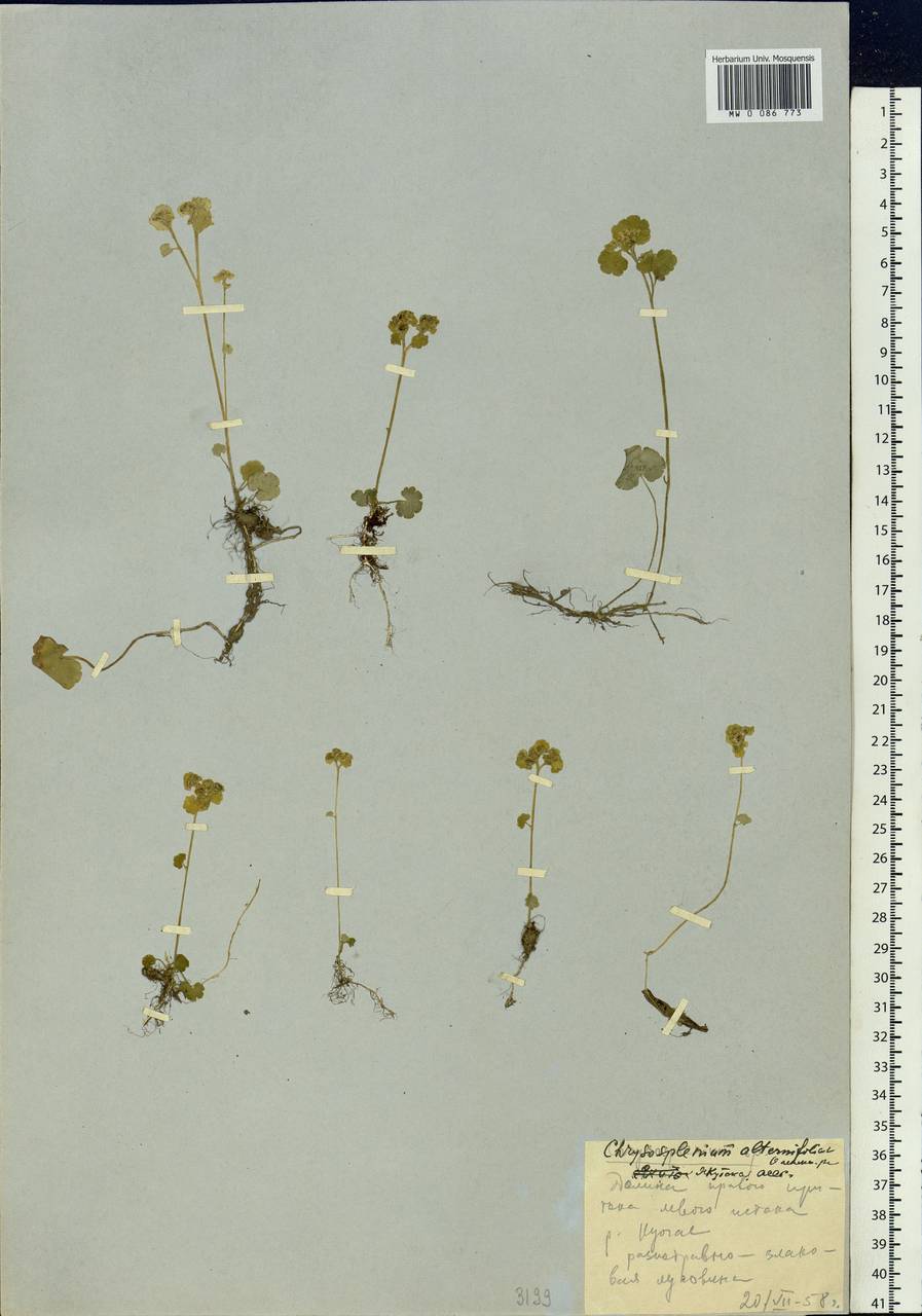 Chrysosplenium alternifolium L., Siberia, Yakutia (S5) (Russia)