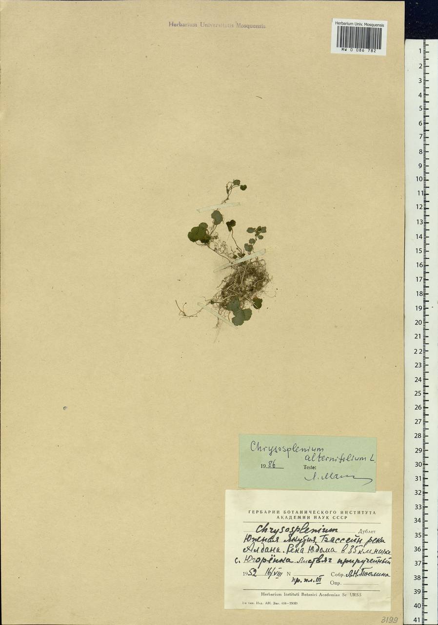 Chrysosplenium alternifolium L., Siberia, Yakutia (S5) (Russia)