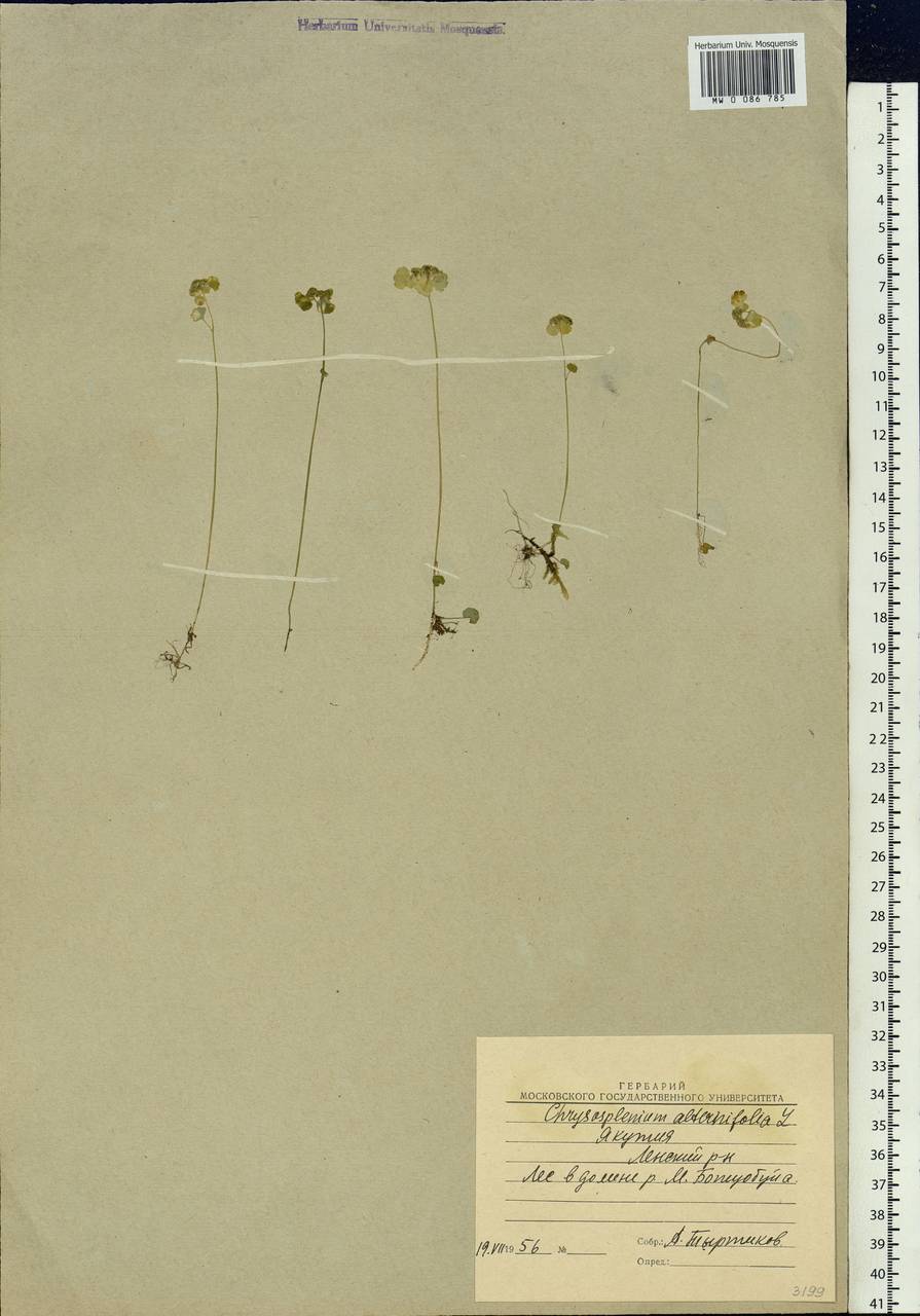 Chrysosplenium alternifolium L., Siberia, Yakutia (S5) (Russia)