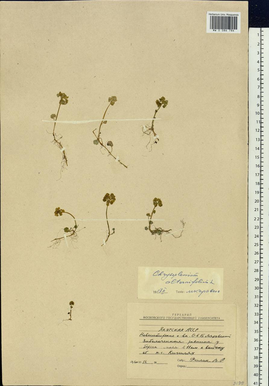 Chrysosplenium alternifolium L., Siberia, Yakutia (S5) (Russia)