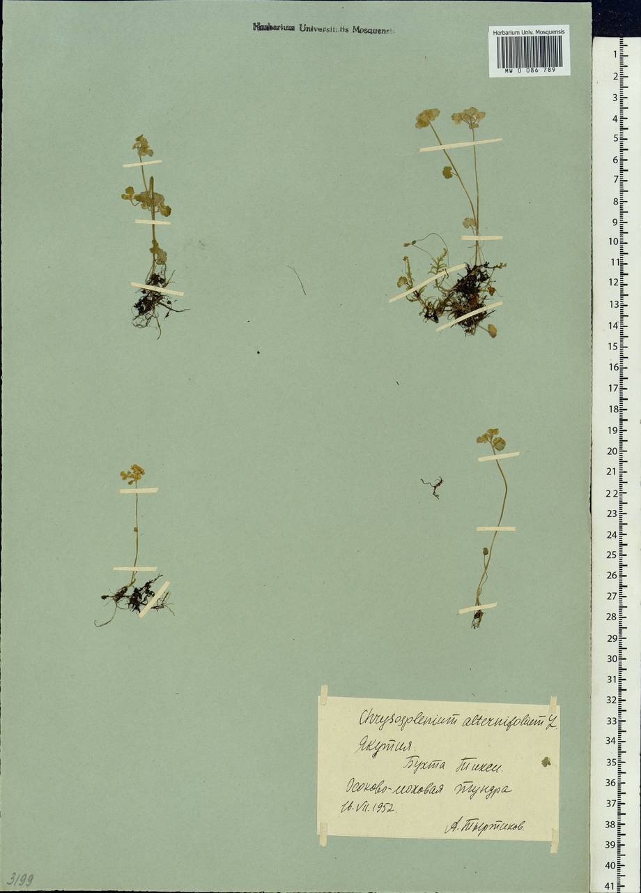 Chrysosplenium alternifolium L., Siberia, Yakutia (S5) (Russia)