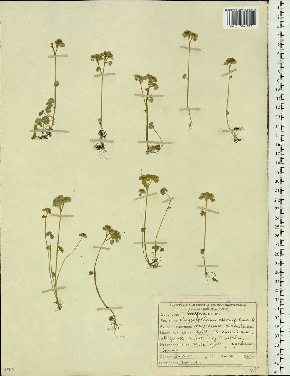 Chrysosplenium alternifolium L., Siberia, Yakutia (S5) (Russia)