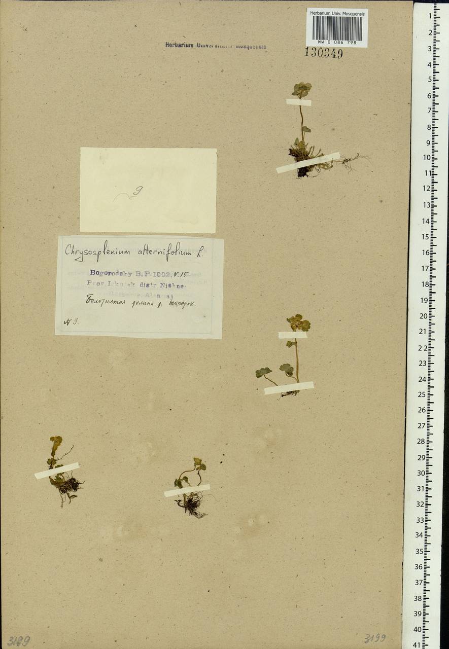 Chrysosplenium alternifolium L., Siberia, Baikal & Transbaikal region (S4) (Russia)